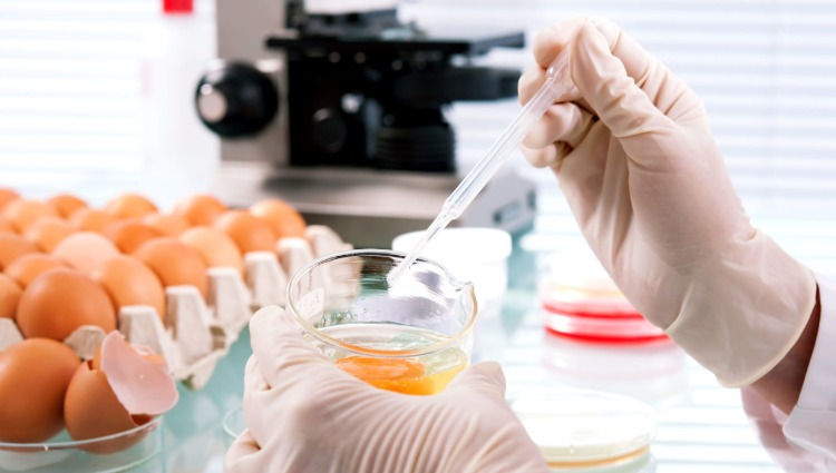 Labtekniker undersöker råa ägg för salmonella som en möjlig orsak till infektion