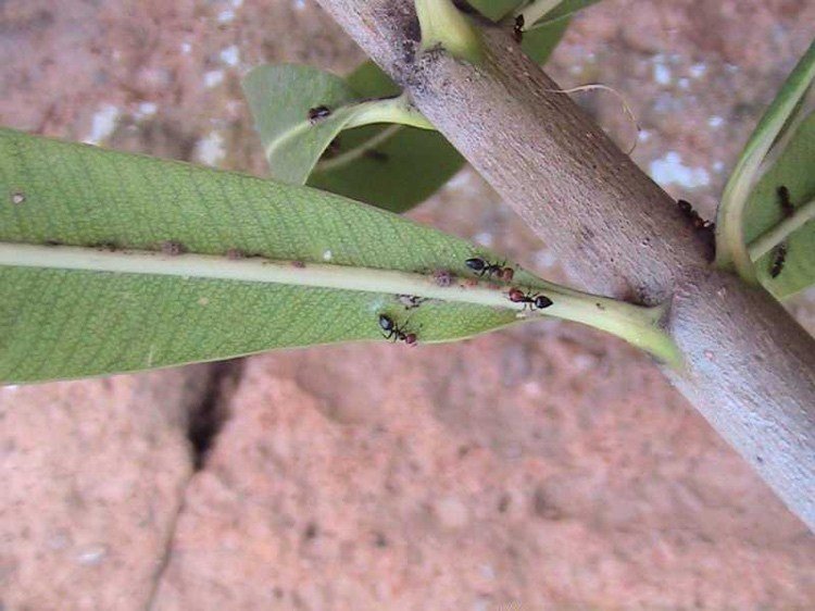 Våginsekter bekämpar myror angreppstecken