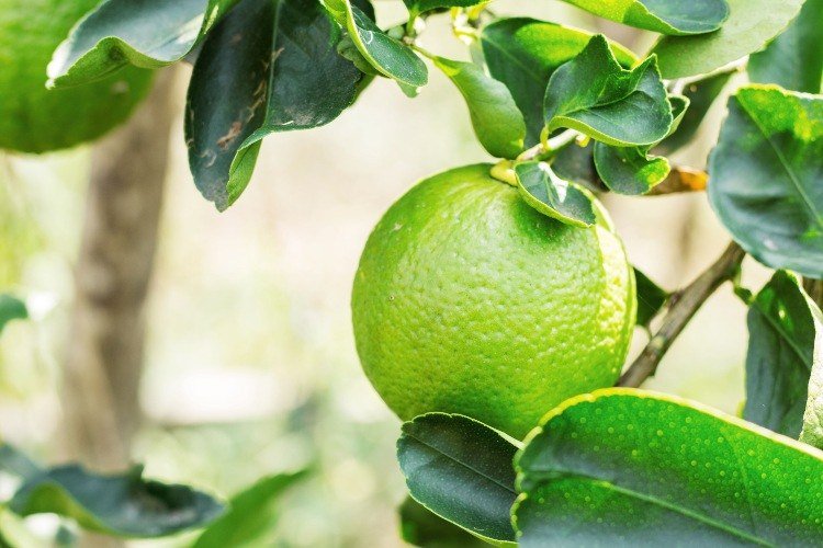 Ta bort skalinsekter från citronträdet Tips och idéer
