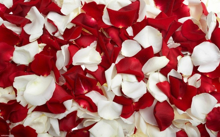 sovrum-romantisk-dekoration-vita-röda-rosenblad