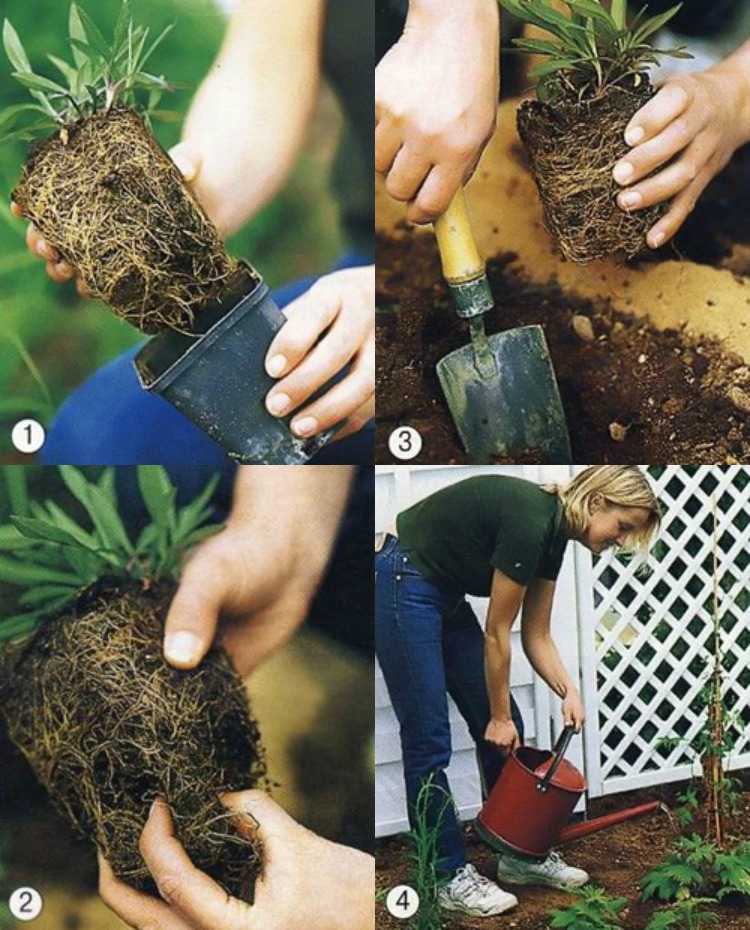 Blomma-säng-skapa-matta-säng-plantering-växande-tips