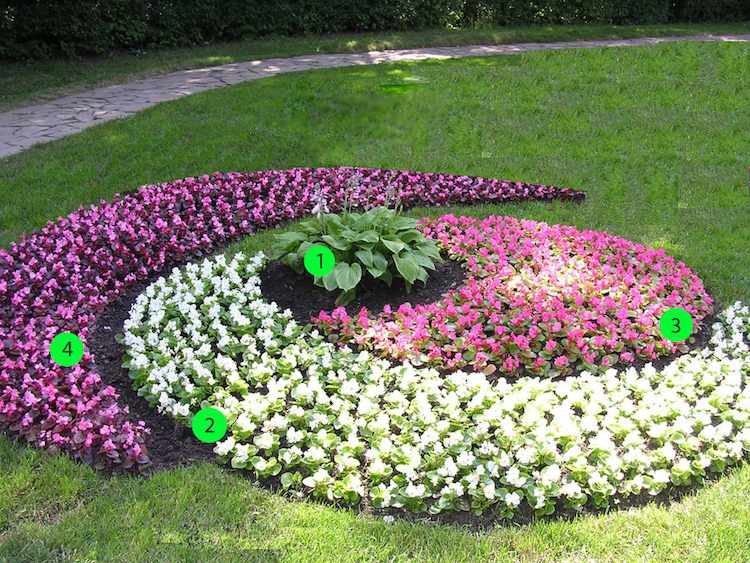 Blommor-läggning-matta-säng-sorter-schema-blommande-mark täcka