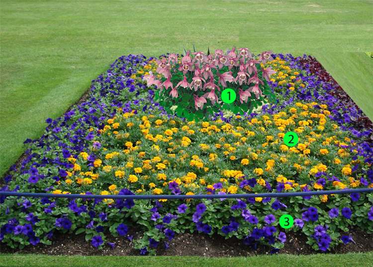 Blommor-lägg-matta-säng-petunier-sammet-blommor-rektangulär-gräsmatta