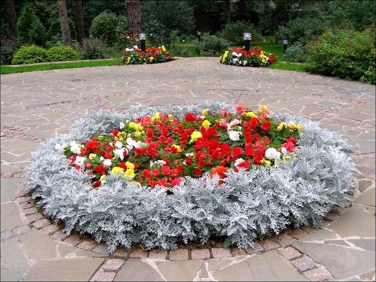 blomsterbädd-lägg-matta-säng-silver-blad-begonia-central-rund