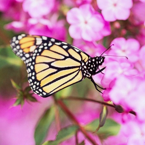 Fjärilar i trädgården för romantisk nektaratmosfär