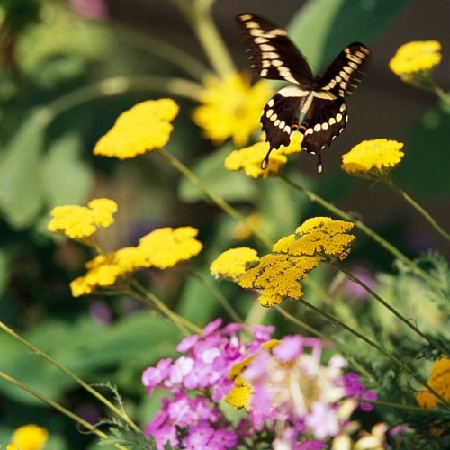 Fjärilar flyger i trädgården för romantisk atmosfär