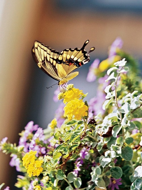 Fjärilar trädgård lägga ägg för en romantisk atmosfär
