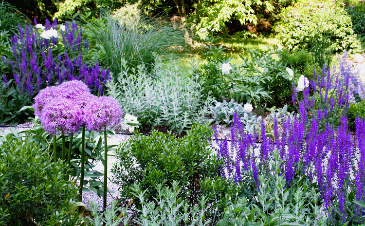 vackra färgkombinationer trädgårdens färgpalett hortensior