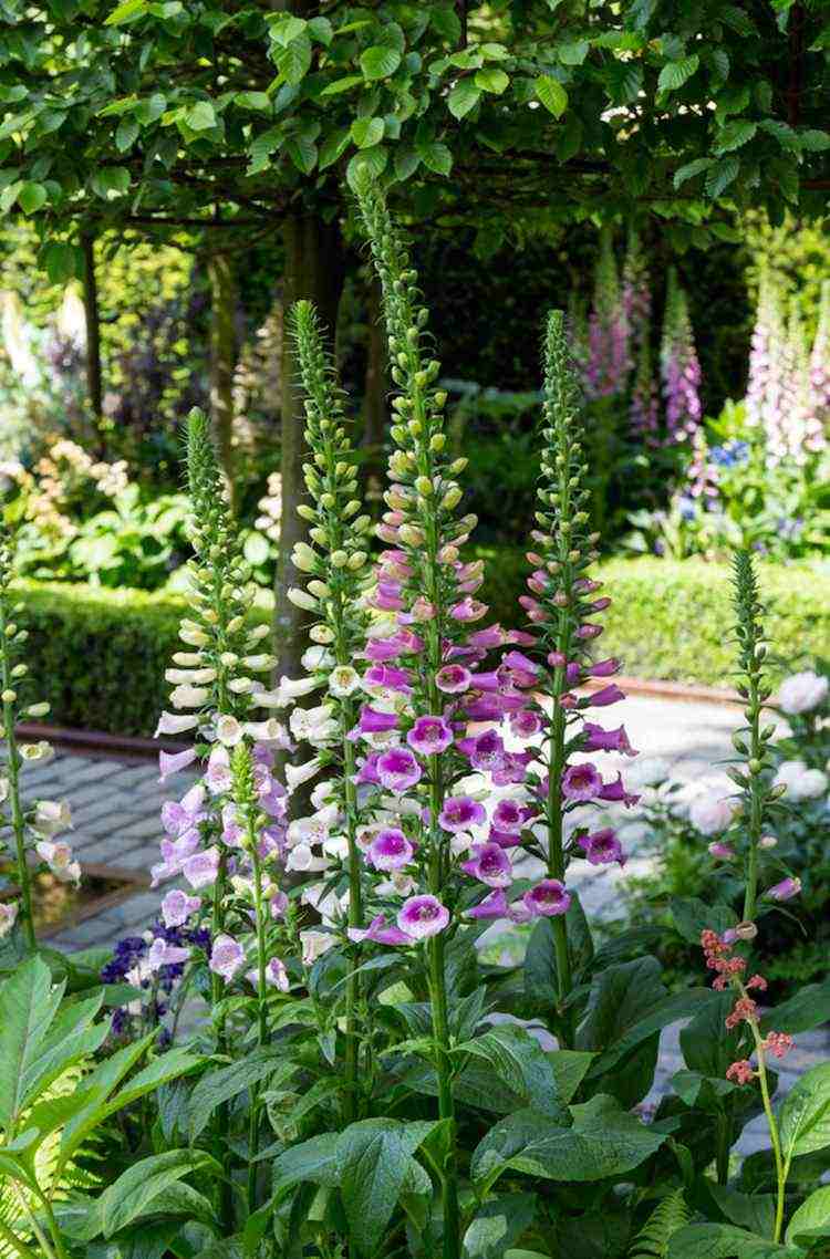 vackra färgkombinationer trädgård färgpalett blå vit lila grön utställning