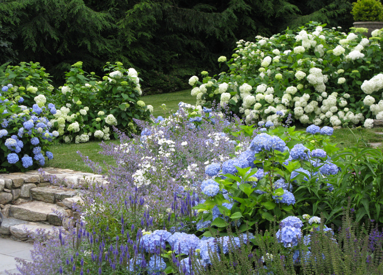 vackra färgkombinationer trädgård färgpalett hortensior blå vit