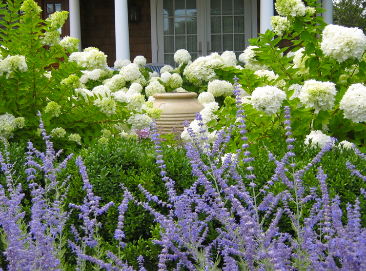 vackra färgkombinationer trädgård färgpalett hortensia vit lavendel lila