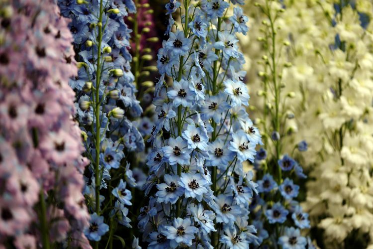 vackra färgkombinationer trädgård färgpalett blå gul lila
