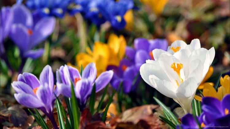 vårblommor växt krokus-vit-lila-gul-trädgård-idé