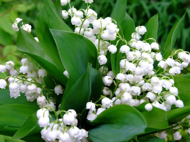 Vårblommor växt liljekonvalj vit öm vår