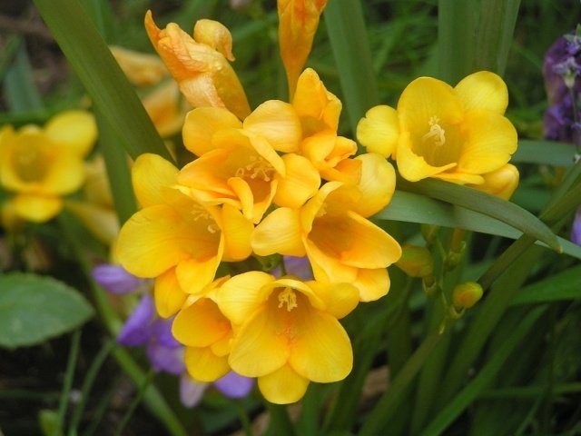 Plantera vårblommor, freesia, ta hand om gula blommor ordentligt