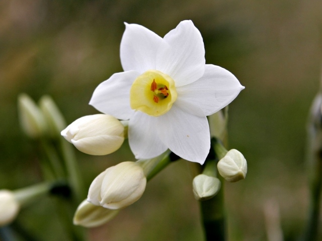 påskliljor många sorter vit renlighet oskuld symboler färska aromatiska