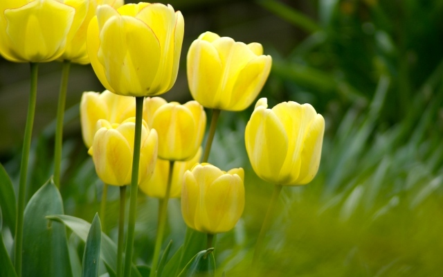 Vårblommor plantera tulpaner idéer gör trädgården vackrare