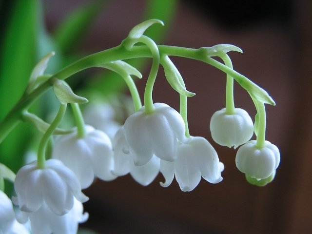 Njut av rätt vård av vårblommor liljekonvalj som planterar säsongsmässigt