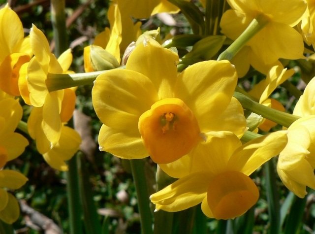 Vårblommor växer påskliljor gul ny fräsch doft