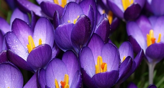 Vårblommor planterar vackra färger krokus lila idéer