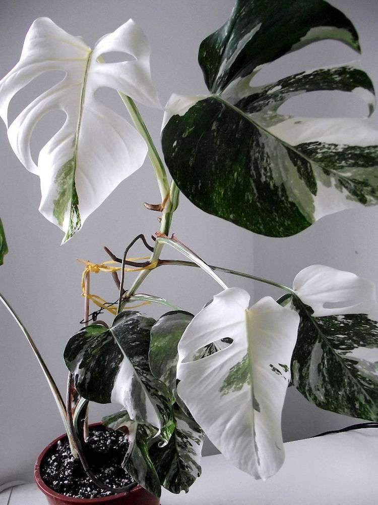 vackra inomhusväxter färgglada löv Monstera variegata läckra fönsterblad vita