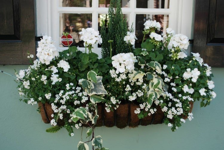 Vita pelargoner och penséer, sparris, murgröna och elvspeglar i blomlådan framför fönstret