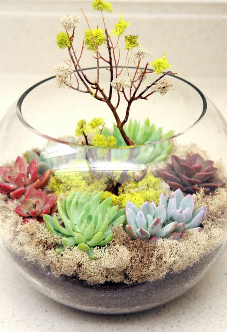 terrarium bygginstruktioner succulenter färgglada färger bollglas