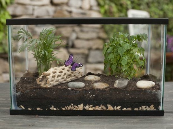 Bygg ditt eget terrarium örter djur akvarium