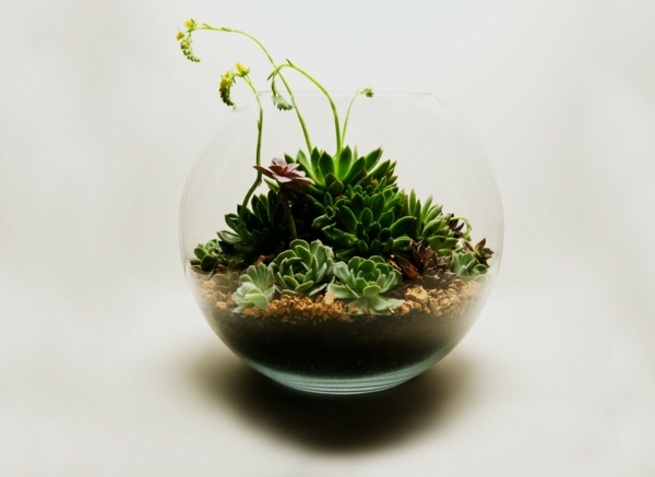 Terrariumväxter dekorerar omplantering av jorden