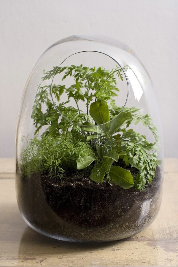 moderna terrariumidéer växter grön vegetation