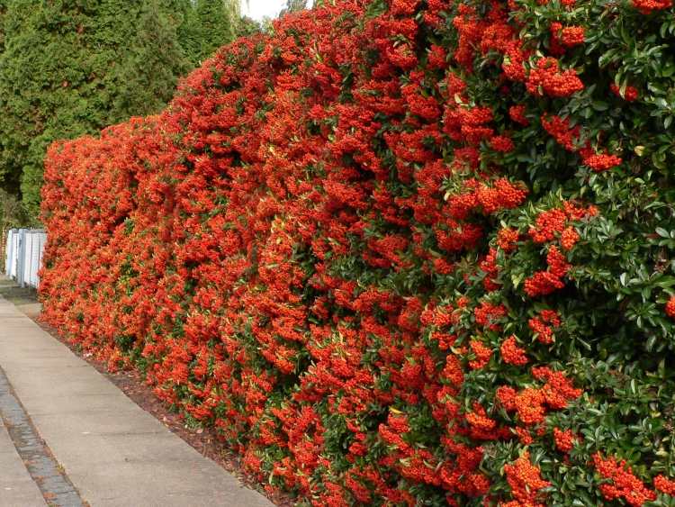 Snabbväxande häck krusbär pyracantha orange glöd