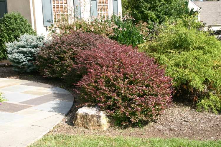 snabbväxande-häck-roettlich-lövverk-Berberis-thunbergii-artropurpurea-Thunberg-Barberry