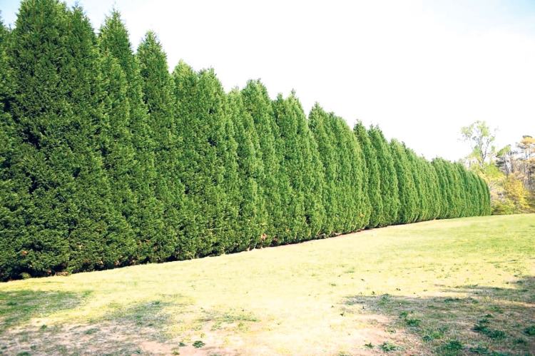 snabbväxande-häck-vintergröna-leyland-cypress
