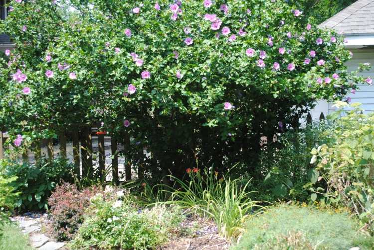 snabbväxande-häck-hibiskus-växt-staket-staket