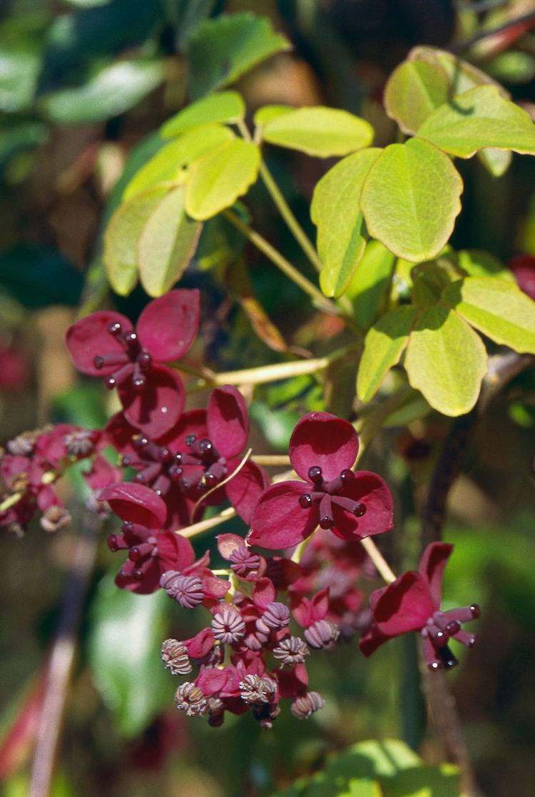 snabbt växande klättrare trädgård imponerande fembladig akebia blommar