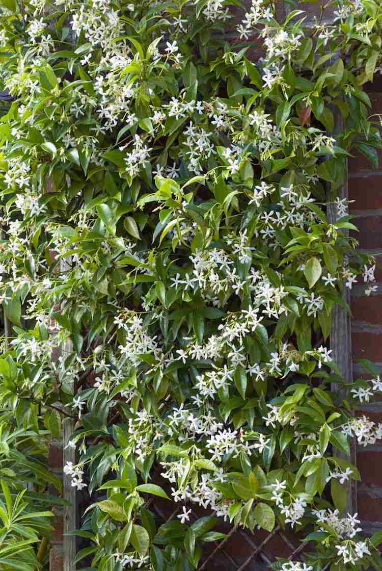 snabbt växande klättrare trädgård imponerande vintergröna falska jasmin blommar