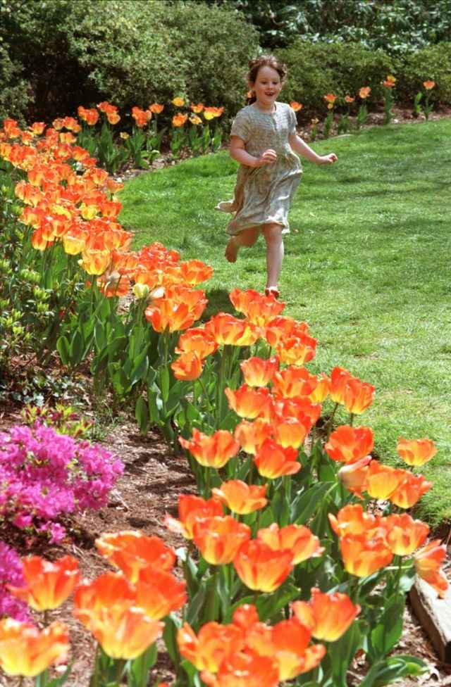Snittblommor trädgård färska buketter av orange tulpaner gräsmatta
