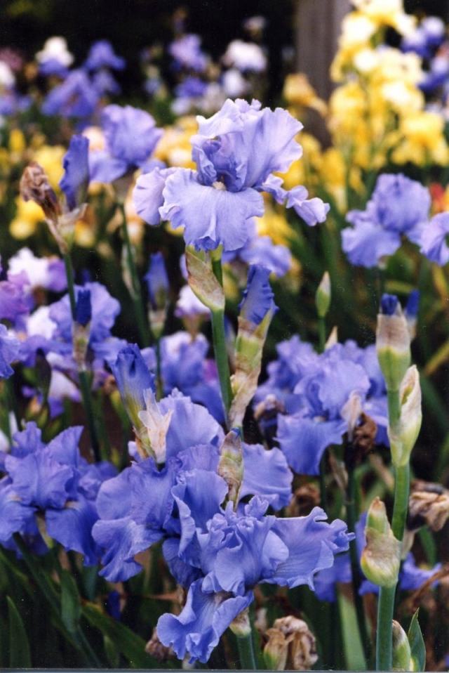 iris snittblommor växter färska bindande buketter