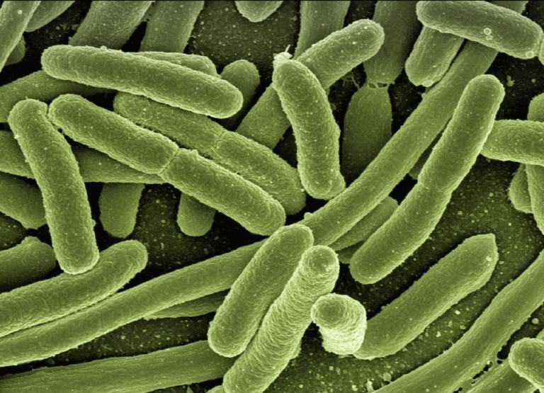 Antigener i form av kolibakterier med en grön färg och ett svagt immunförsvar stärks