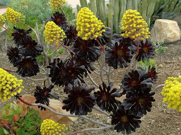 svarta saftiga gula blommor Aeonium arboreum Zwartkop