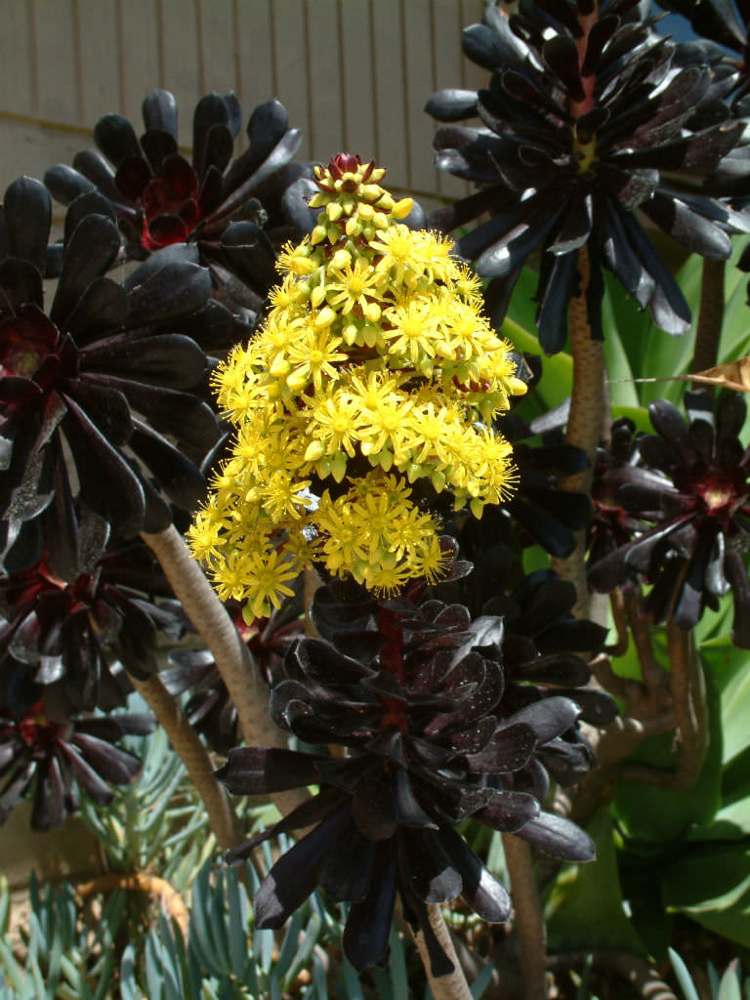 svart saftigt Aeonium arboreum 'Zwartkop
