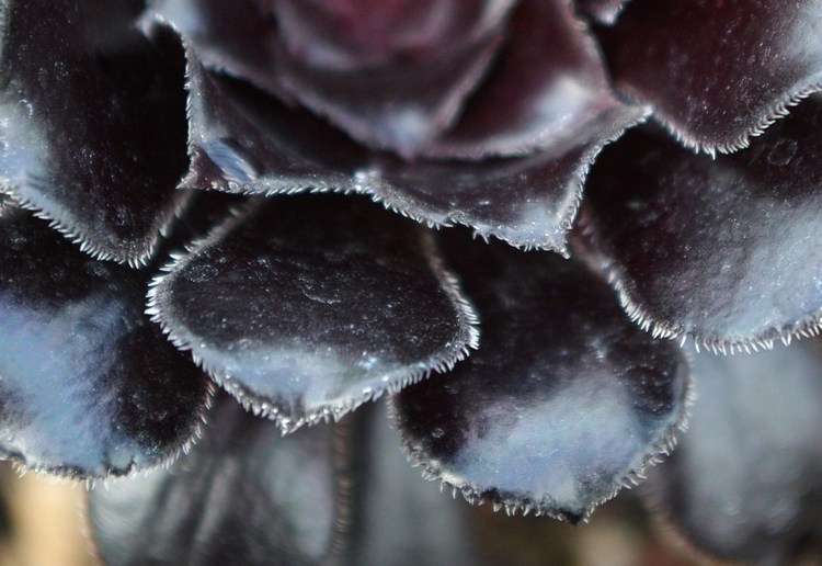 Rosett tjockt blad svart färgblad marginal närbild