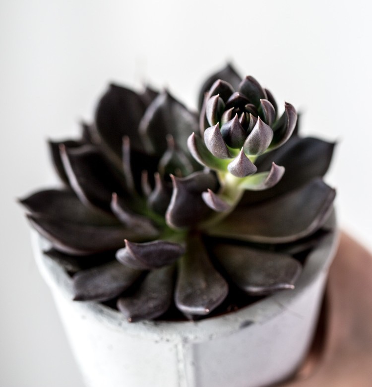 Black Succulents Mini Echeveria Black Prince