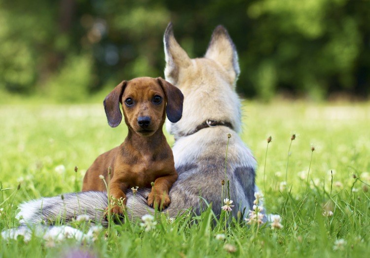 två hundar sitter på gräsmattan utomhus svart fröolja mot fästingar hos hundar möjligt