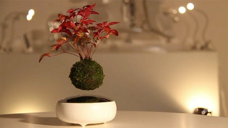 flytande-bonsai-träd-magnet-skål-rotkula-avstånd