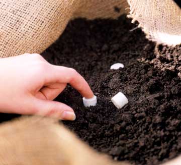 Näckrosor växter befruktar tabletter jord