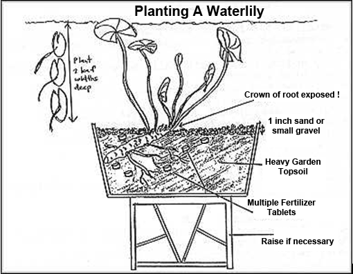 Näckrosor trädgård damm diagram plantering rötter