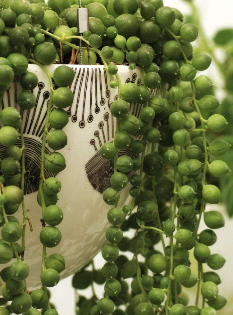 senecio rowleyanus sträng av pärlor ärt växt vård hemma plantering tips närbild hängande växt keramik kruka
