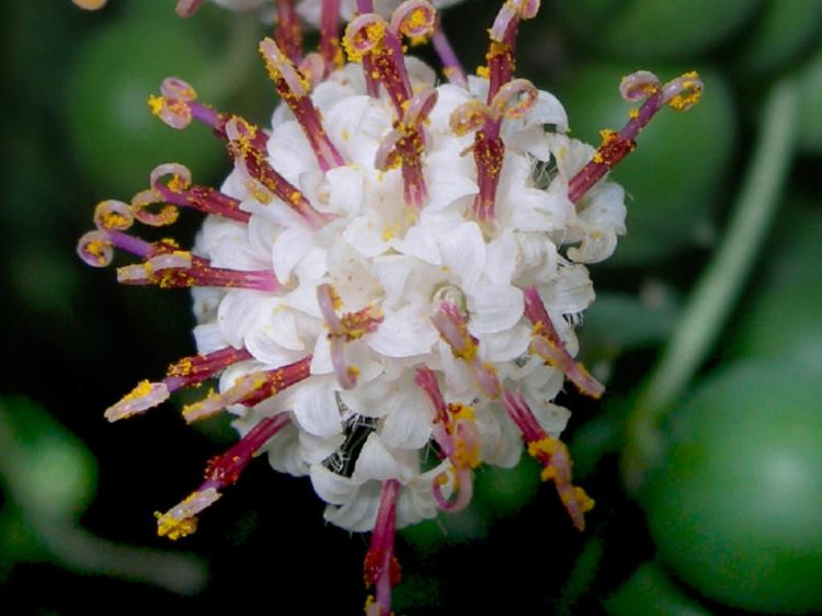 senecio rowleyanus pärlsträng ärt växt vård hemma planterings tips närbild saftig växt blomma vildmark