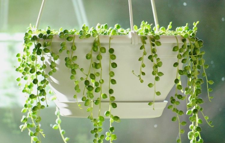 senecio rowleyanus pärlsträng ärt växt vård hemma planterings tips närbild hängande växt plast hängande korg korgar framför fönstret